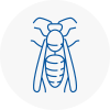South Shields Wasp Nest Removal